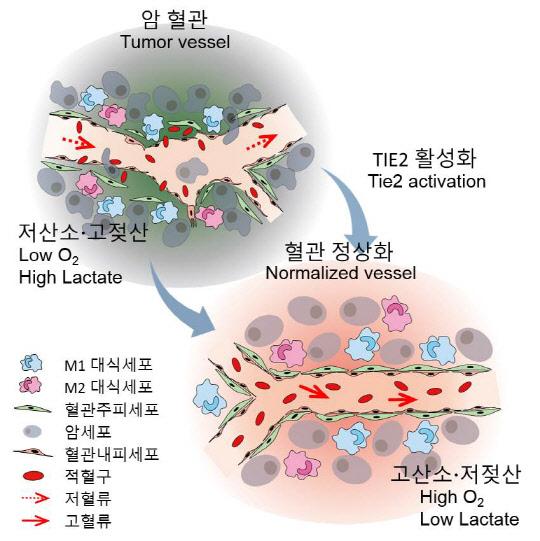 비정상적인 암 혈관과 TIE2 활성화로 정상화된 암 혈관의 모식도.